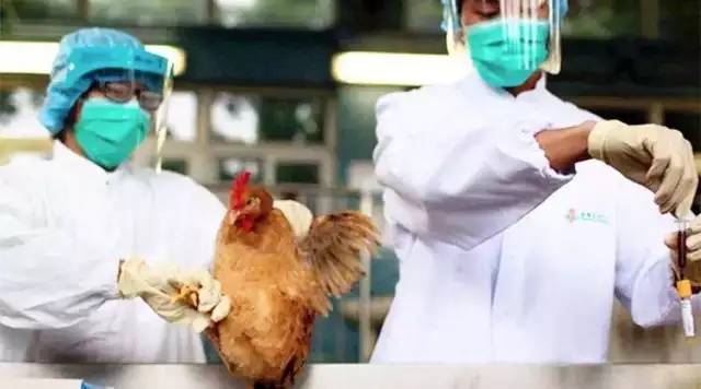 贵州H7N9最新动态，全面防控，人民健康保障行动启动