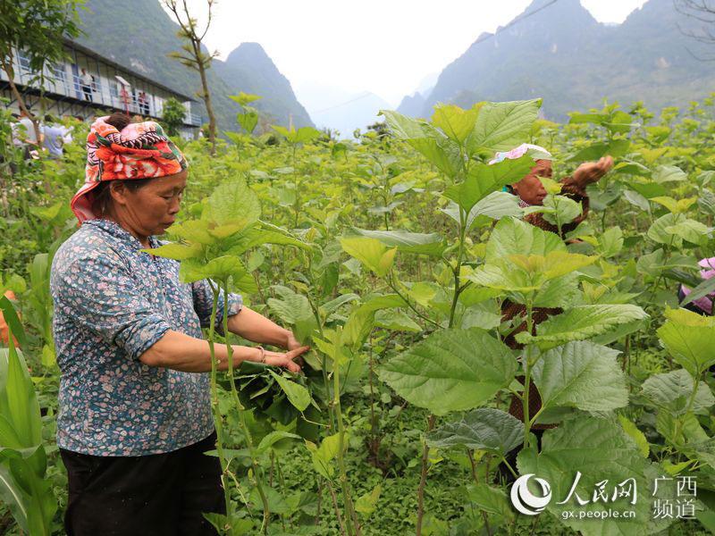 广西创新养蚕基地，科技与传统工艺的交融典范