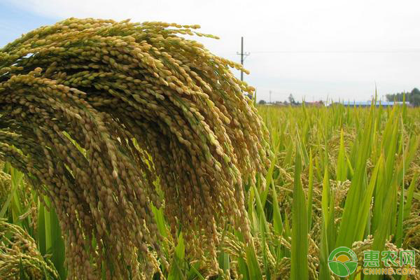 绥化水稻价格动态分析与市场趋势探讨