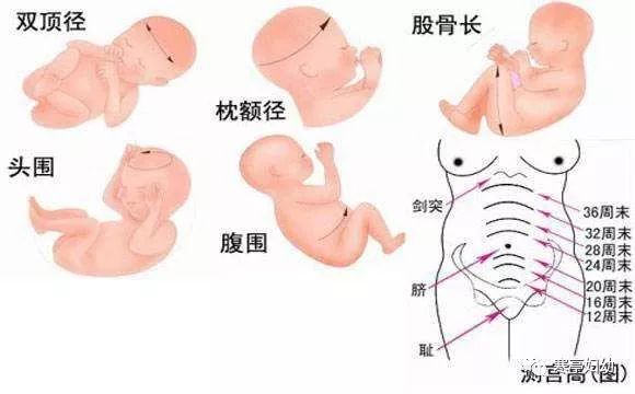 最新孕周胎儿大小对照表及应用指南