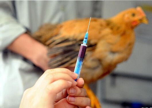 陕西地区H7N9最新消息深度解读