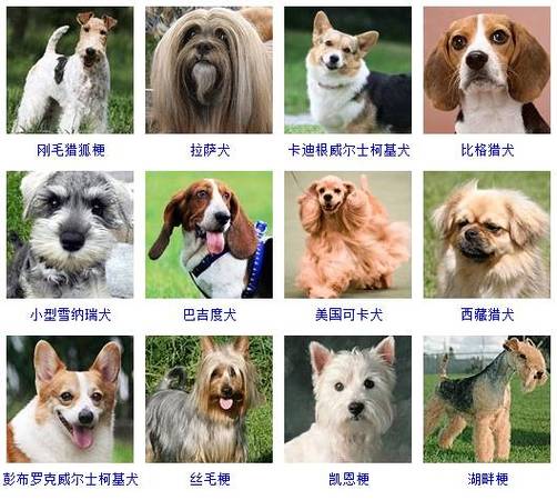 新澳新澳门正版资料,宠物犬出售_低级版1.284