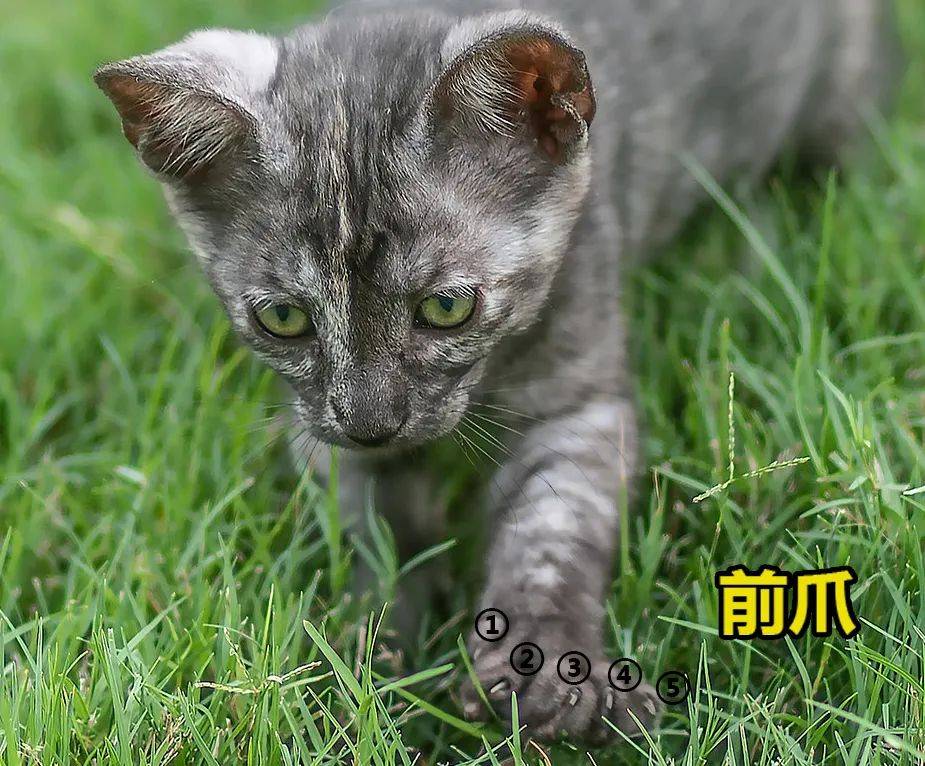 二四六香港资料期期准千附三险阻,猫咪眼眶发红怎么办_王者版5.99