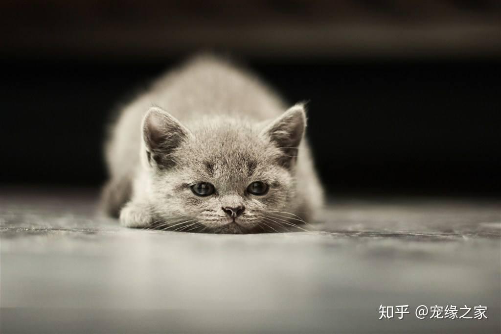 2024新澳门天天开好彩大全正版,猫咪吐舌头喘的很厉害_领航版9.204