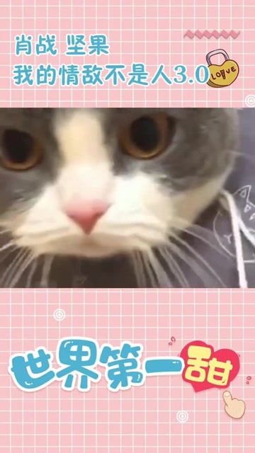 今晚澳门特马必开一肖,宠物猫价格大全_高配版3.106